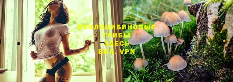 Галлюциногенные грибы MAGIC MUSHROOMS  Котельниково 